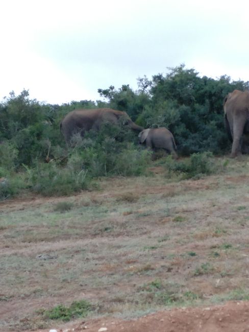 Day 9 - Addo Elephant Park
