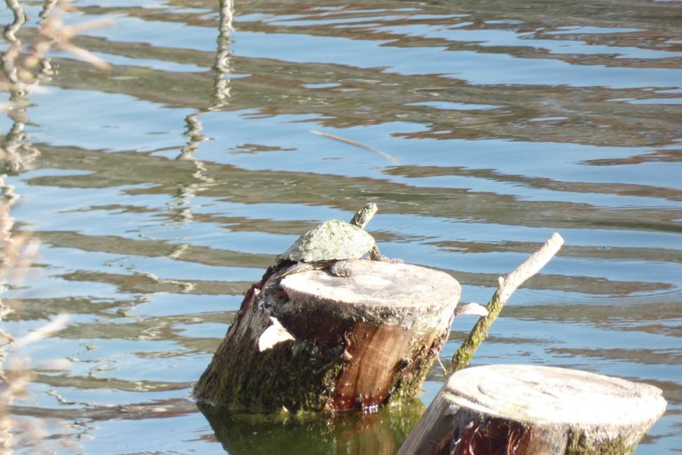 Turtles at the campground lake