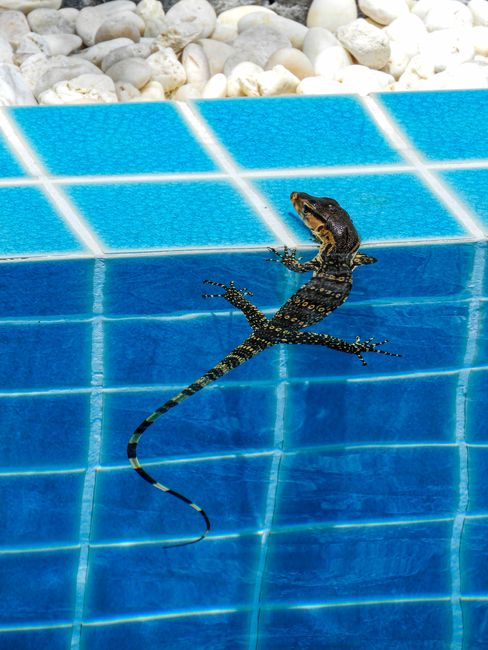 Tag 264 - Lizard in the pool & riding the scooter
