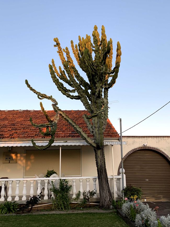 Giant Cactus in a Front Yard