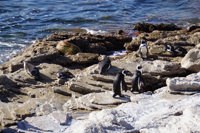 Walsichtungen in Hermanus und Pinguine an Betty's Bay
