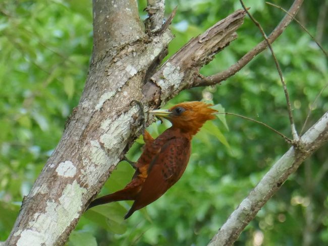 Tikal - Woodpecker