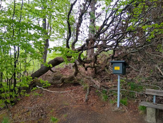 Jarman: Bullitour gaarreen Harz keessatti argamu