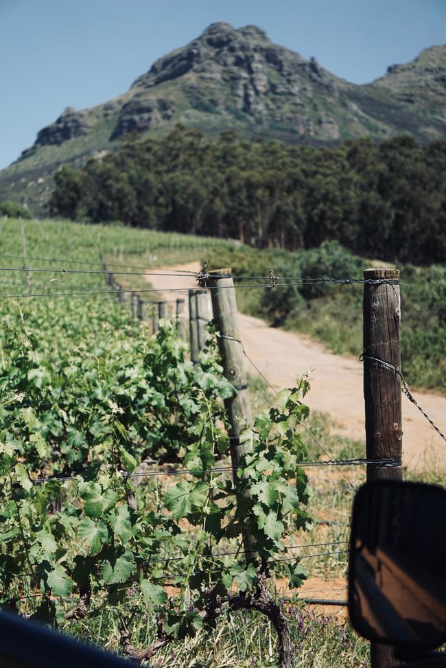 Stellenbosch 