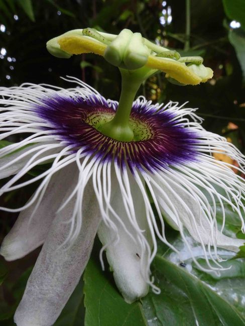 This is not a sea monster, but a passion fruit (clematis). And I have had one of these on my balcony in Switzerland before!
