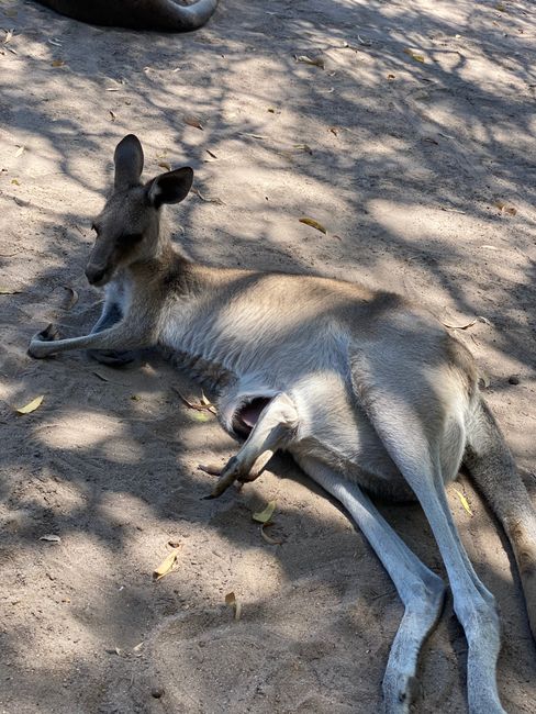 23&24|11|2019, Kangaroo cuddles and a little relaxation from relaxation