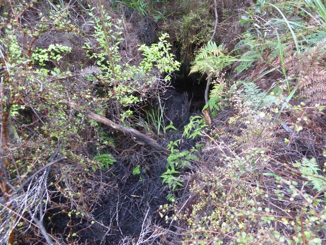 Ausgegrabene Kauri-Stämme hinterlassen solche Gräben