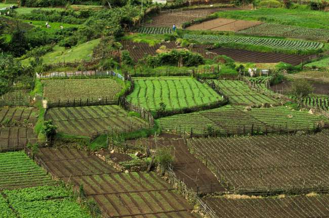 in und um Munnar rum