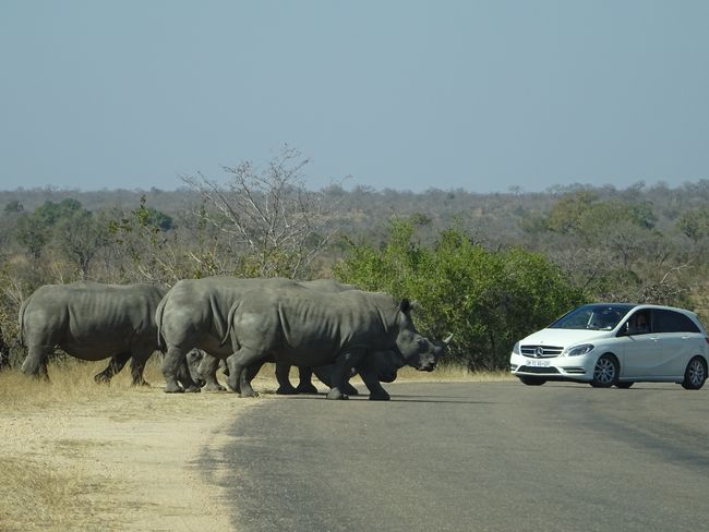 Kruger Nationalpark, Südafrika