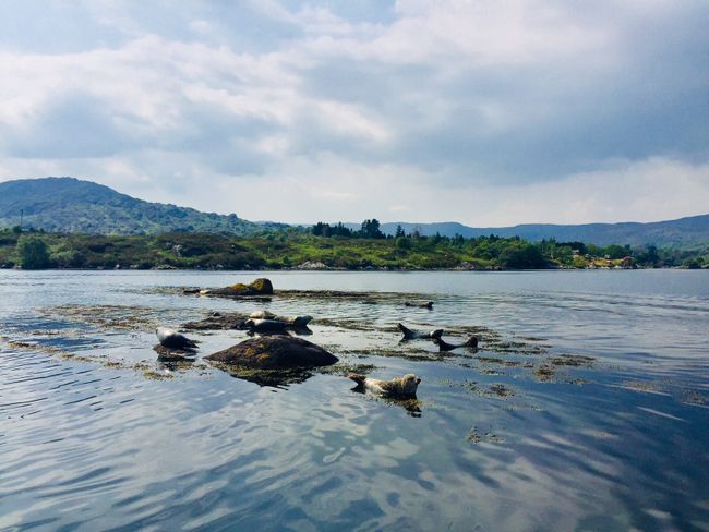 Ireland // Day 4 // Seals in front of Garinish Island