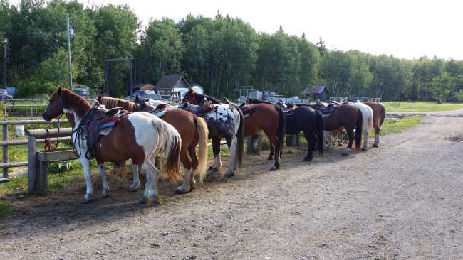 Horses waiting for their riders