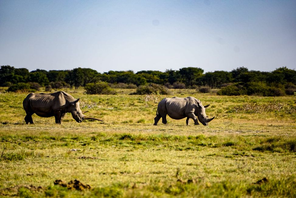 Khama Rhino Sanctuary - mehr Dolch als Horn
