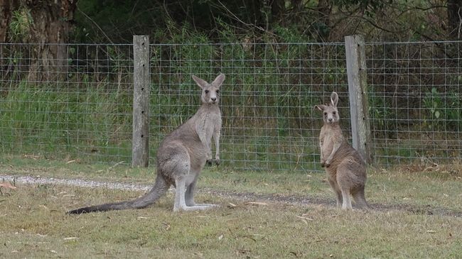 Australia