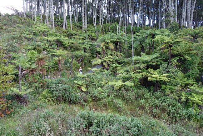Tag 15 • Rotorua - Whitianga (Coromandel)