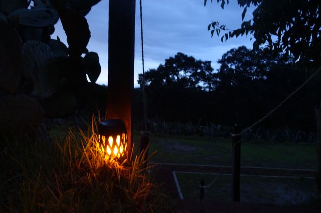 Santuario de las Luciérnagas - The Fireflies Mating