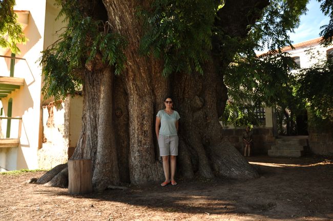 Über 1000 Jahre alter Baum 