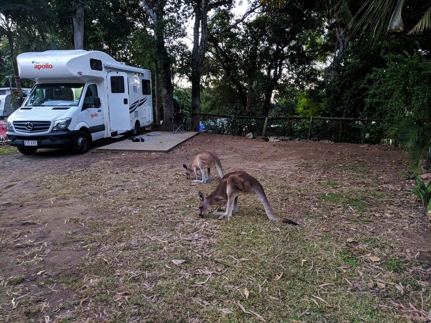 Campsite mit Känguru! Einmalig!!!