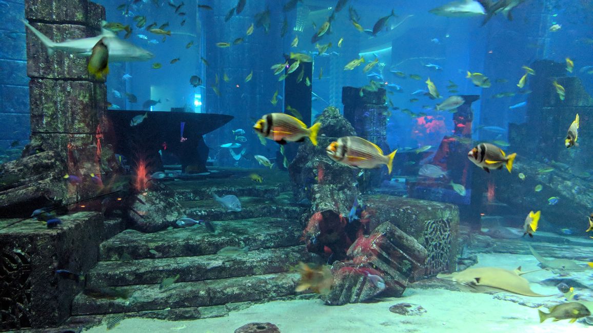Atlantis the Palm - Lost Chambers Aquarium