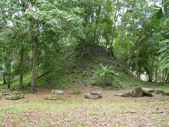 Tikal - nicht freigelegte und unrestaurierte Pyramide, davon hat es unzählige