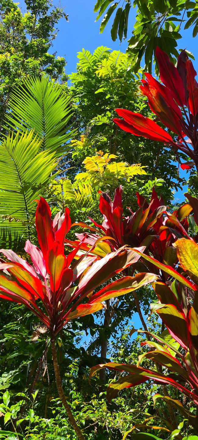 In Kuranda