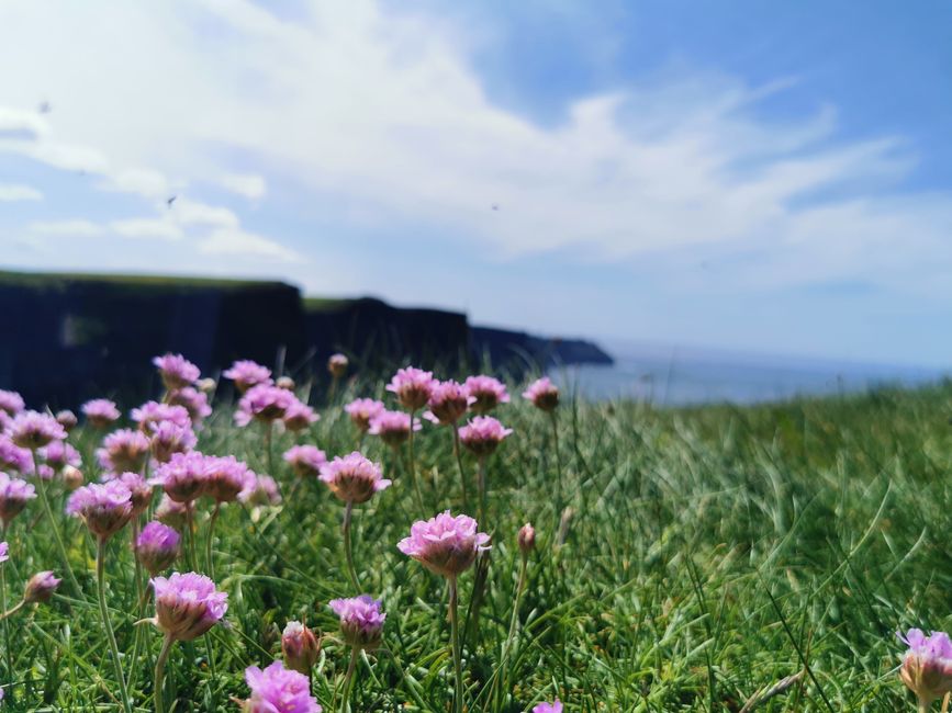 Galway - Cliffs of Moher 