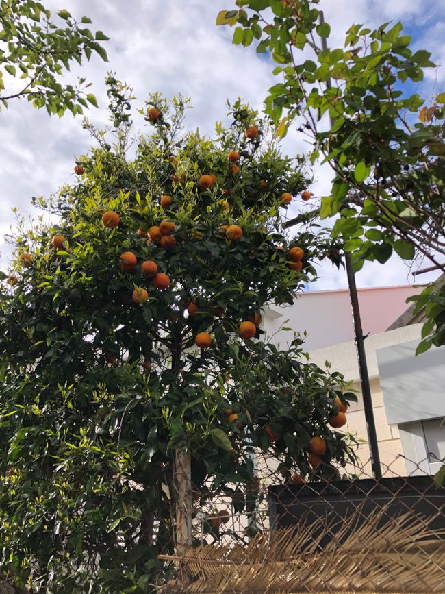 Orangenbäume in D.