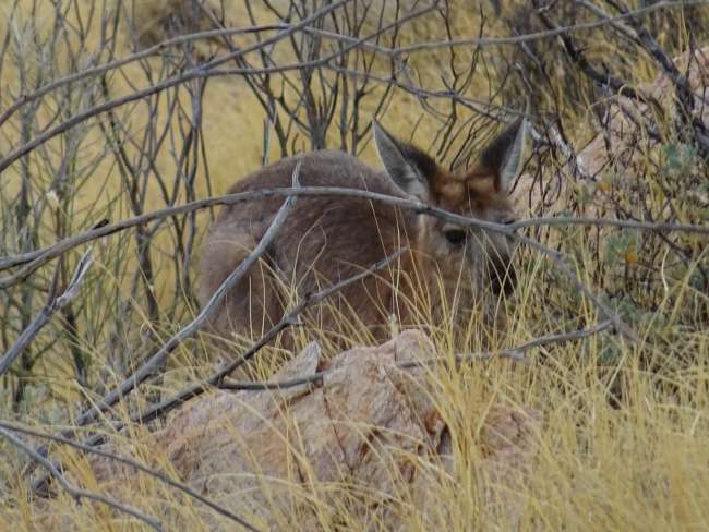 Känguru in Alice Springs