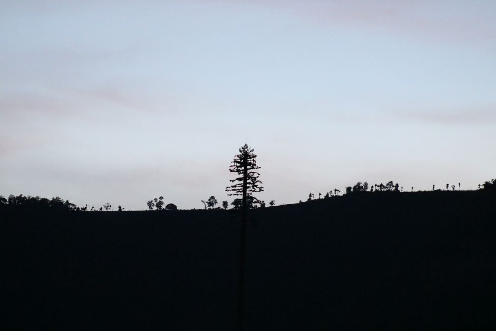Silhouetten der Bäume bei Sonnenuntergang