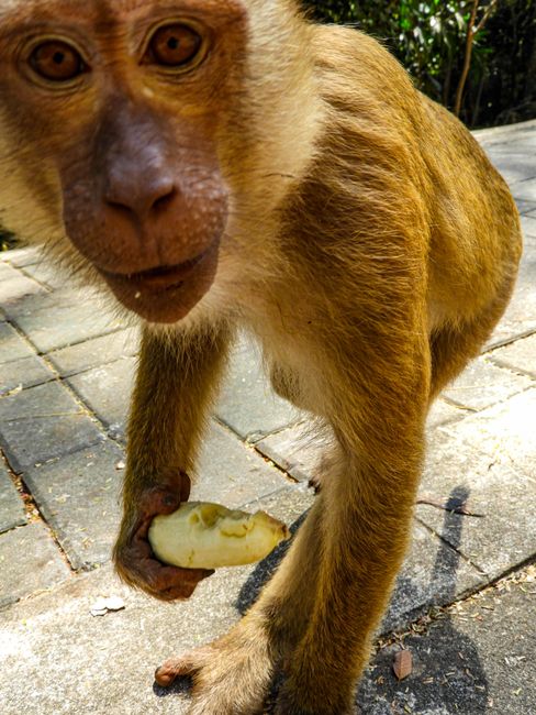 Dieser Affe wollte sich die Kamera mal von ganz nahmen ansehen :)