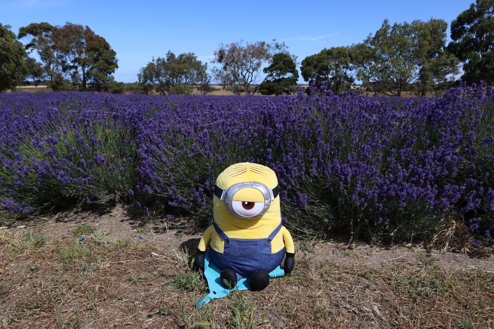 Stuart loves the lavender