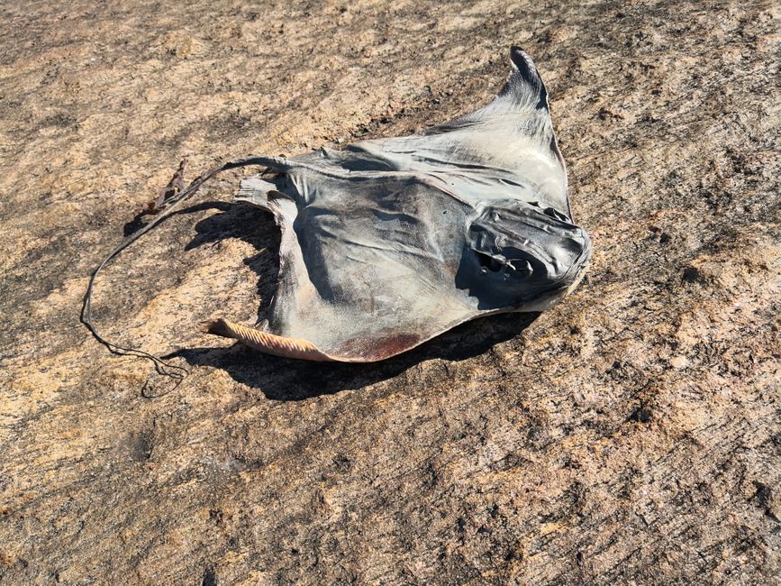 a dried out ray washed up by the sea
