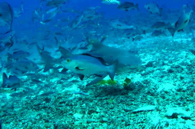 Shark alarm in Fiji