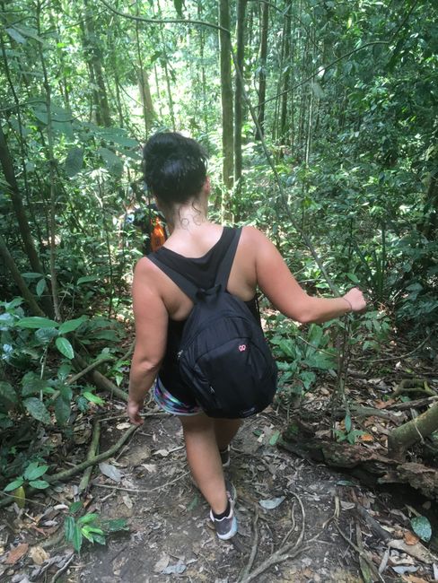 "Jungle Trek, Jungle Trek in Bukit Lawang, see the monkeys, see the birds, see Orang-Utan”