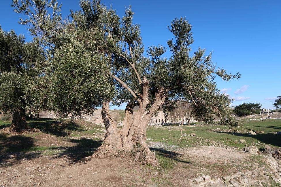 Ein verrückter Olivenbaum
