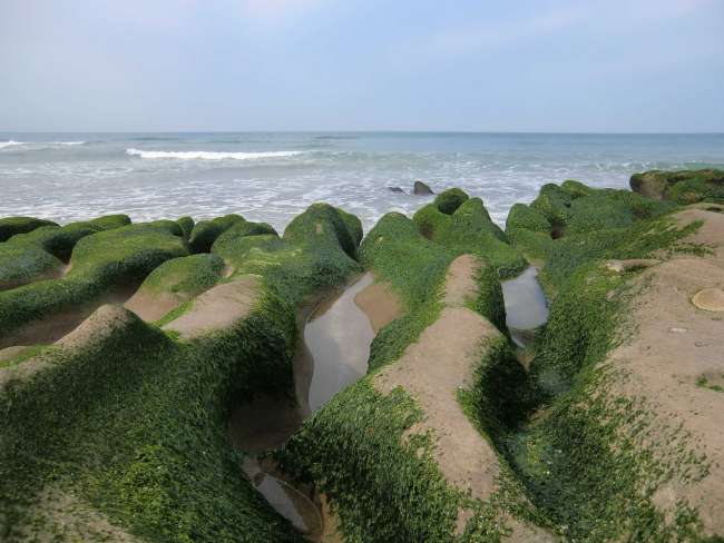 Es grünt so grün…wenn Taiwans Küsten blühn
