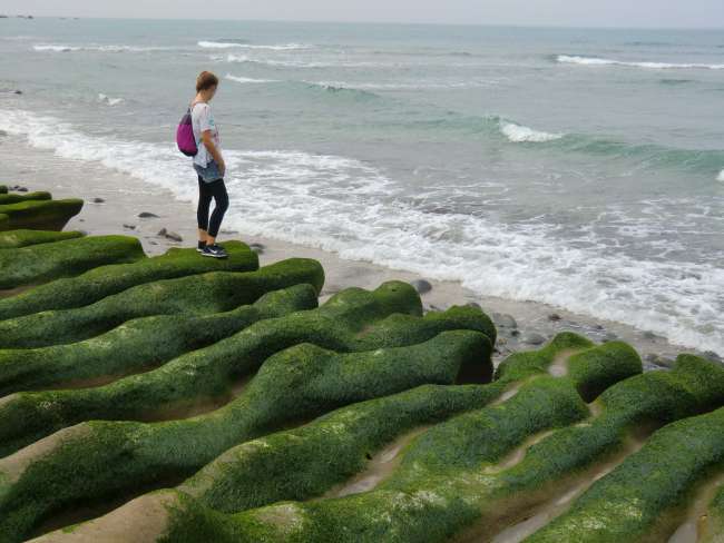 Es grünt so grün…wenn Taiwans Küsten blühn