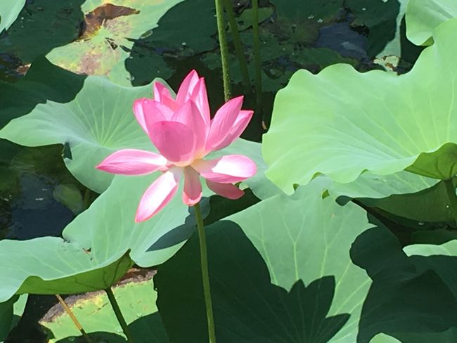 美丽的莲花。