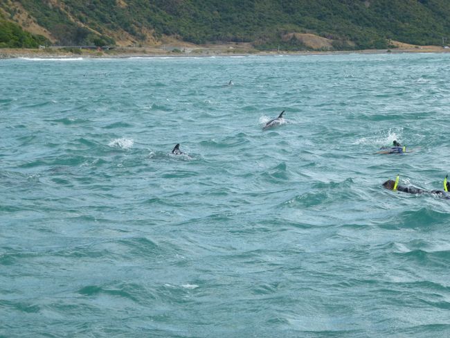 Tuesday, February 4th, Kaikoura and swimming with the dolphins