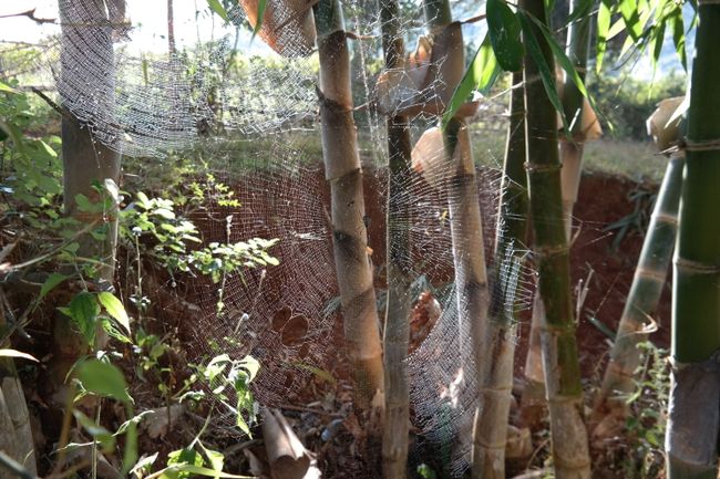 Bamboo und Spinne