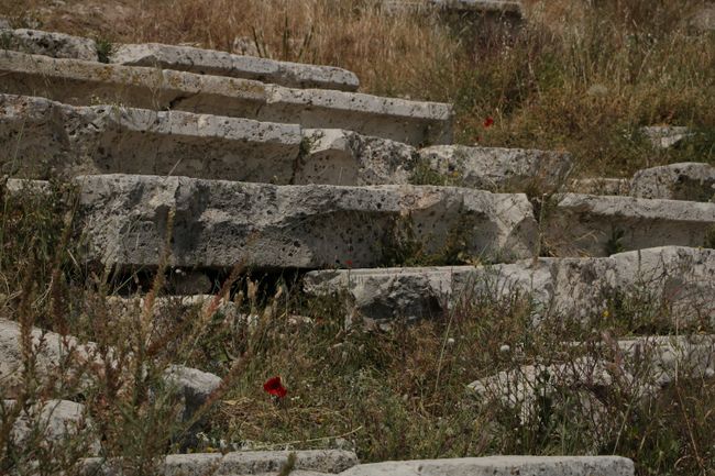 Poppies between the stone seats