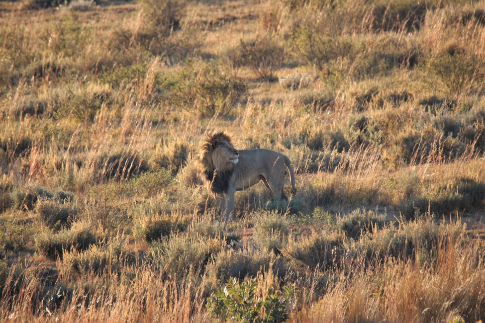 Dagur 9: Frá Pilanesberg NP til Kololo Game Reserve