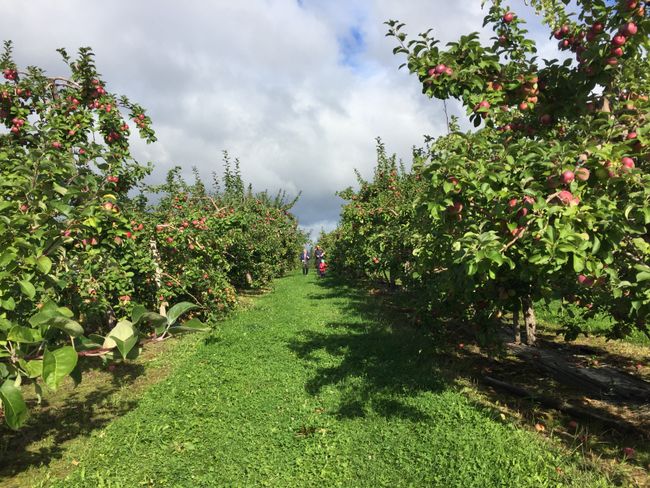 Äpfelpflücken auf der Île de Orlean