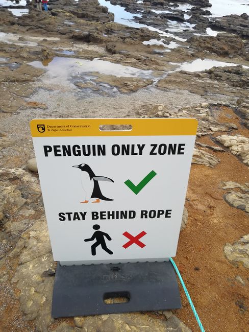 Endlich Pinguine 