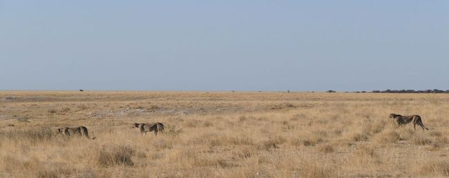 Four days in the Etosha National Park
