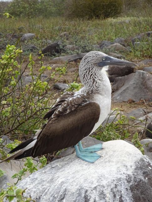 Day 7: Galapagos Albatross
