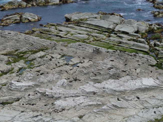 Gaaaanz viele Seehunde auf den Felsen (die schwarzen Punkte)