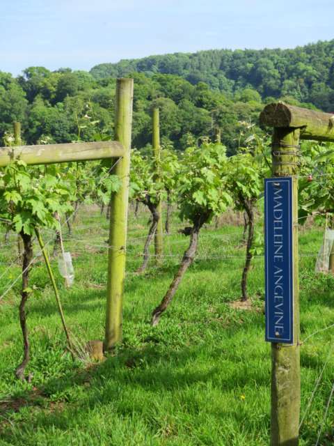 A winery in Devon