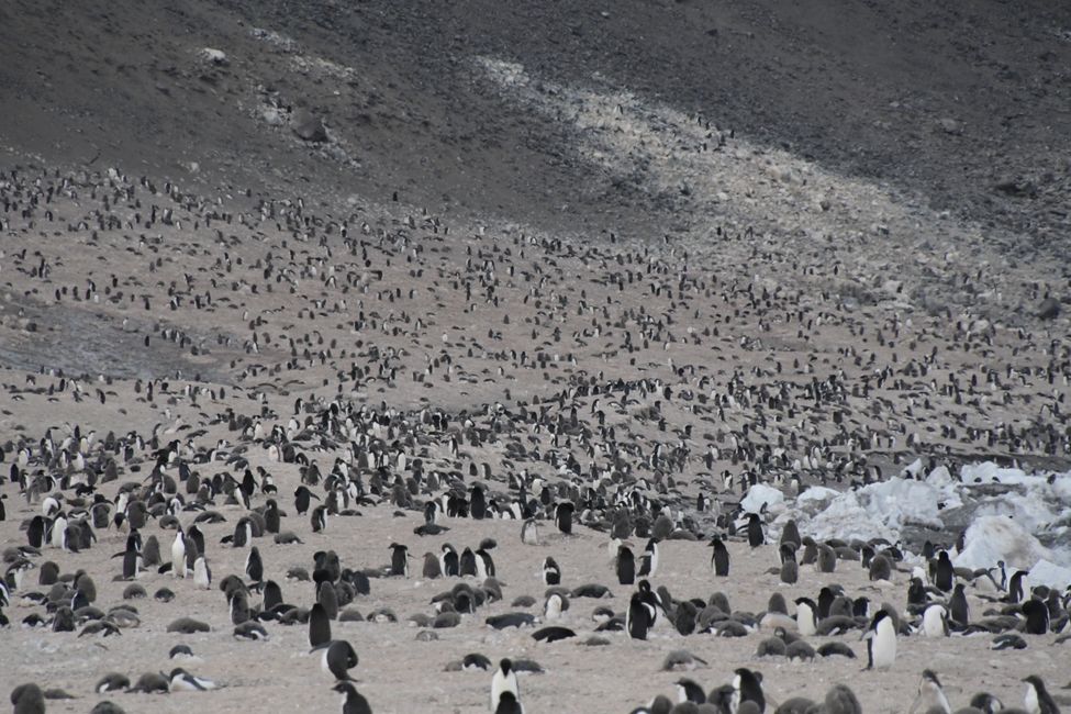 Adelie-Pinguin-Kolonie auf Cape Adare