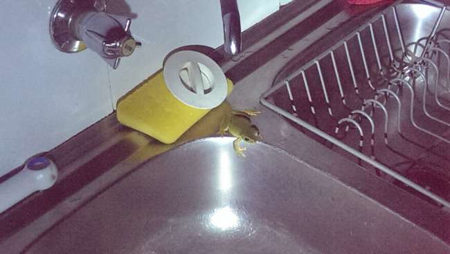 Cute frog in the camp kitchen sink