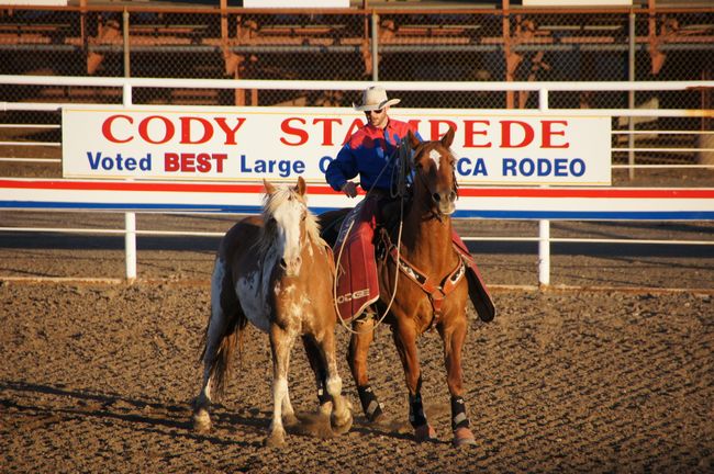 Mustangs at Bighorn Canyon & Rodeo in Cody
